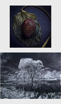 Photograph of an avacado on a leaf and an infrared photograph of a willow tree and pond